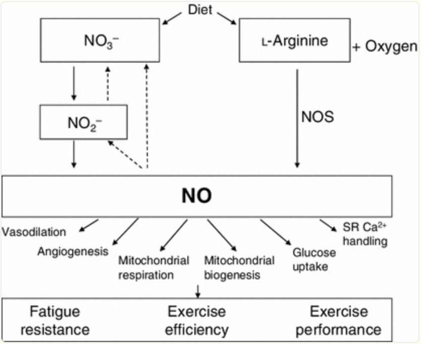 Dietary Nitrate Supplementation and Exercise Performance: An Evidence Overview
