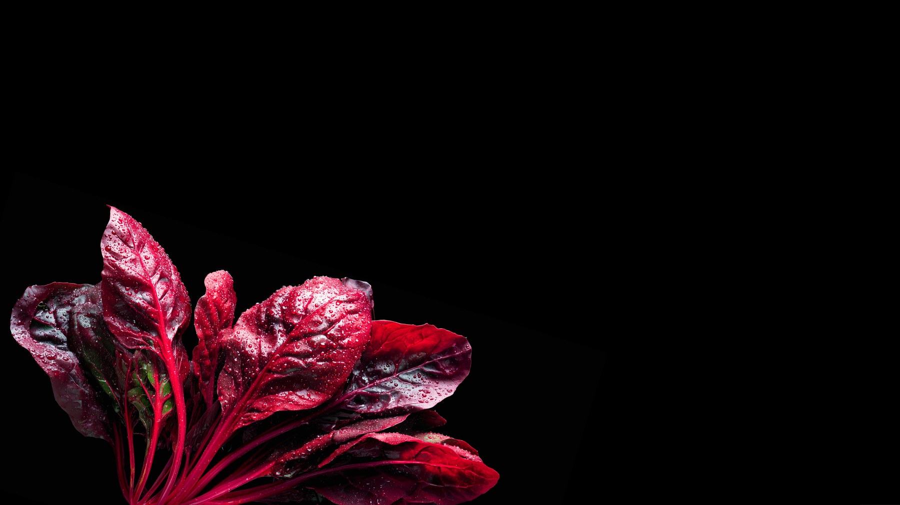 Red spinach extract